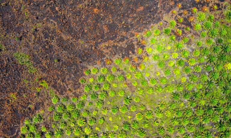 How the EU will limit the sale of commodities that cause deforestation